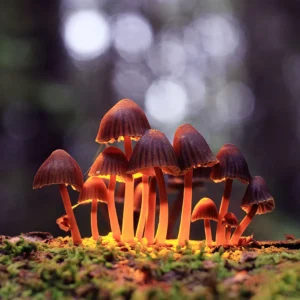 Shrooms