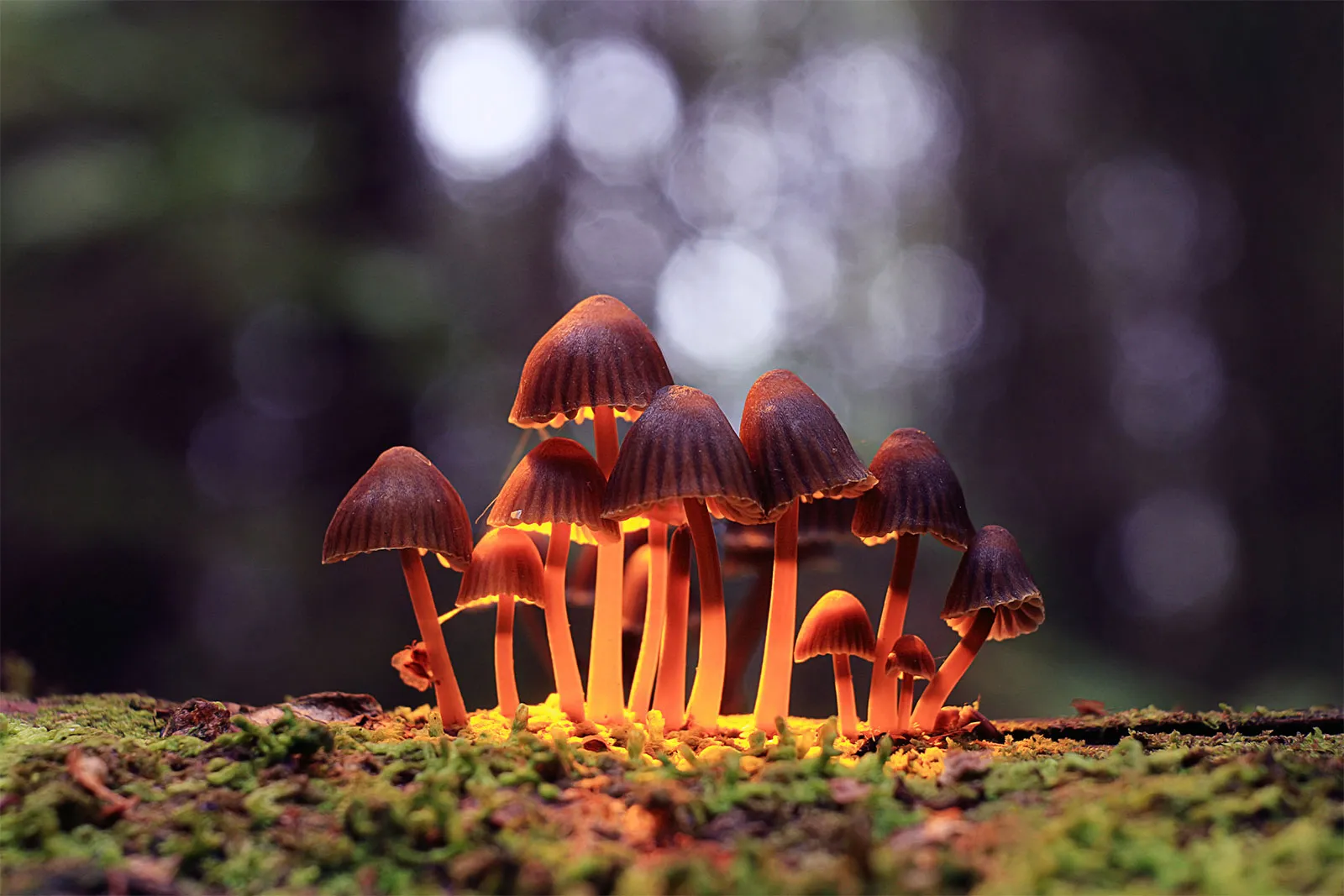 Shrooms